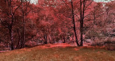 Orman antik ışık ile kırmızı yanar; ağaçlar bir açıklık üzerinde gözcüler gibi eğilir zaman kendini unutur, Hewenden, Harecroft, İngiltere