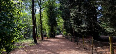 Yükselen ağaçların altında bir orman yolu yavaşça kıvrılır. Işık gölgelik boyunca filtreler, St Ives, Bingley, Yorkshire, İngiltere 'de dünyayı değişken gölge ve yeşile boyar.