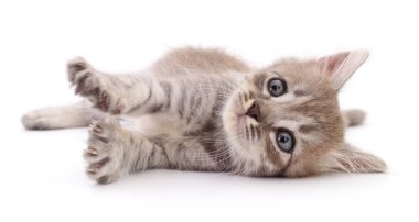 Beyaz arka planda izole edilmiş küçük gri kedi yavrusu.