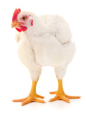 Beyaz tavuk beyaz, stüdyo çekimi