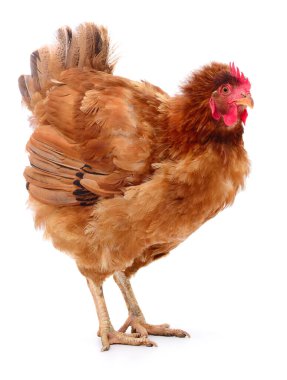 Genç kahverengi tavuk beyaz arka planda izole edildi.