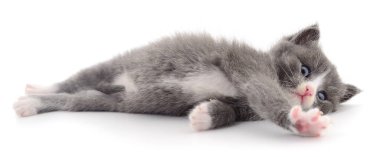 Beyaz arka planda izole edilmiş küçük gri kedi yavrusu.