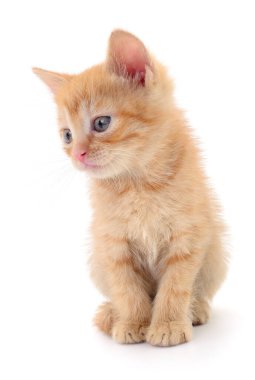 Beyaz arka planda izole edilmiş küçük kahverengi kedi yavrusu.