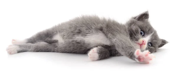 白い背景に隔離された小さな灰色の子猫 — ストック写真