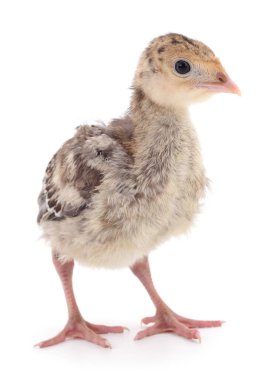 Beyaz arka planda izole edilmiş şirin yeni doğmuş tavuk hindisi..