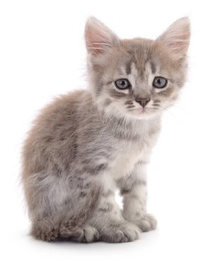 Beyaz arka planda izole edilmiş küçük gri kedi yavrusu.