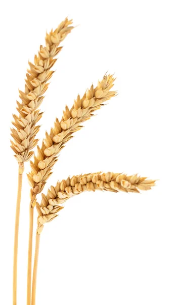 Ears Wheat Isolated White Background — Stock Photo, Image