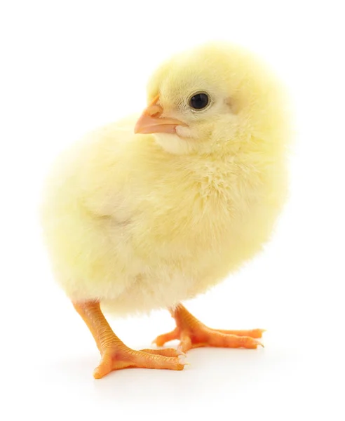 Jeden Mały Kurczak Białym Tle — Zdjęcie stockowe