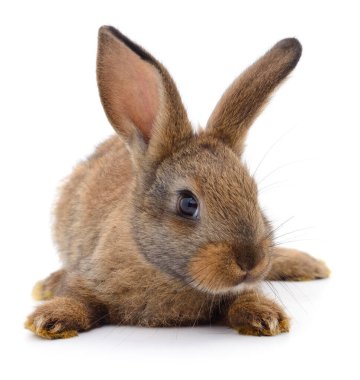 Beyaz arka planda küçük kahverengi tavşan..