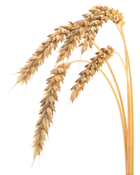 Вуха Пшениці Ізольовані Білому Тлі — стокове фото