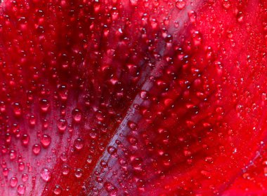 Yağmur damlalı kırmızı Amarillis. Doğa arkaplanı.