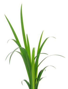 Beyaz arka planda uzun yeşil çimen yaprakları