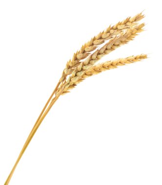 Beyaz arkaplanda yalıtılmış buğday kulakları.