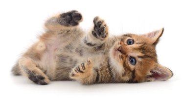 Beyaz arka planda izole edilmiş küçük kahverengi kedi yavrusu.