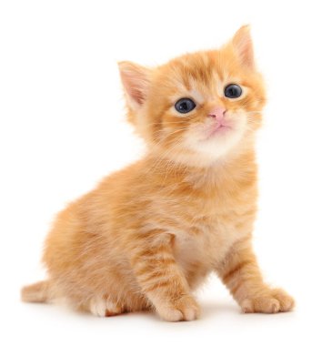Beyaz arka planda izole edilmiş küçük kahverengi kedi yavrusu.