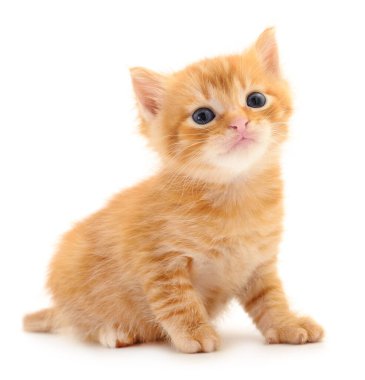 Small brown kitten isolated on white background. clipart