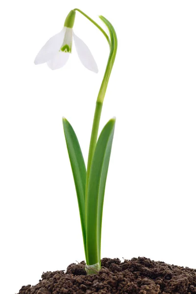 Beyaz Arkaplanda Yalıtılmış Ilkbahar Kar Tanesi Çiçeği — Stok fotoğraf