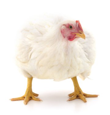 Beyaz tavuk beyaz, stüdyo çekimi