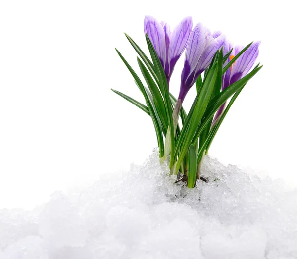 Цветы Крокуса Выходят Настоящего Снега — стоковое фото