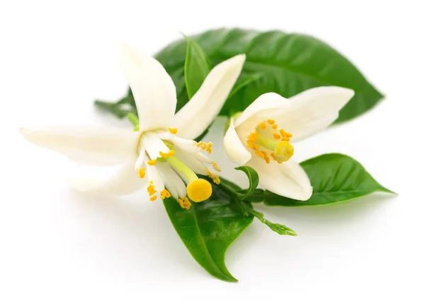 新鲜柠檬叶和花朵 白色背景分离 — 图库照片