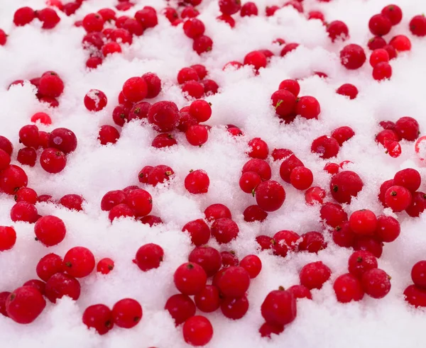 Frozen Red Currant Berries Snow Stock Picture