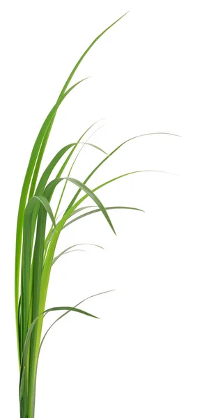 Long Blades Green Grass White Background — Stock Photo, Image