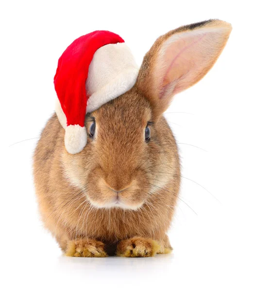 Rabbit Santa Claus Christmas Red Hat White Background — Stock Photo, Image