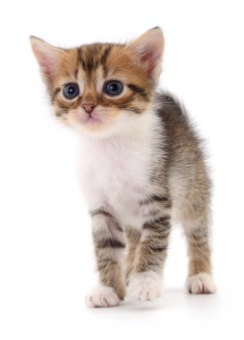 Beyaz arka planda izole edilmiş küçük kahverengi kedi yavrusu.