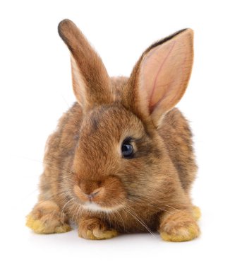 Beyaz arka planda küçük kahverengi tavşan..