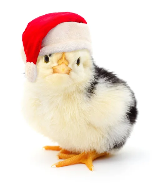 stock image Chicken in a red Santa Claus hat  isolated on white.