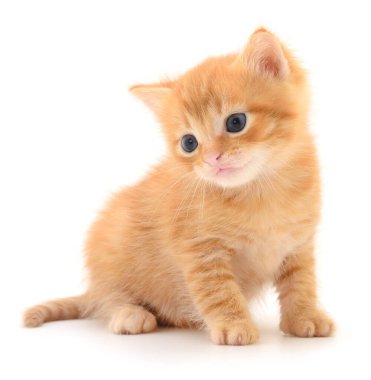 Beyaz arka planda izole edilmiş küçük kahverengi kedi yavrusu.