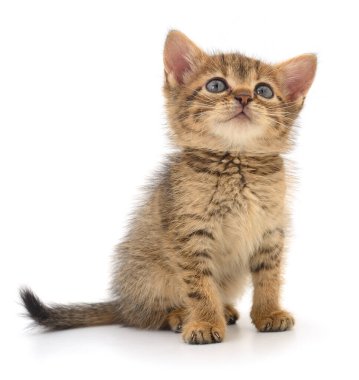 Beyaz arka planda izole edilmiş küçük kahverengi kedi yavrusu.