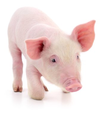 Beyaz arka planda temsil edilen domuz.