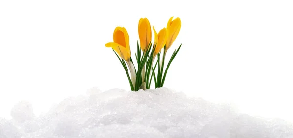 クロッカスの花が本物の雪から出てくる — ストック写真