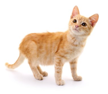 Beyaz arka planda izole edilmiş küçük kahverengi kedi yavrusu.