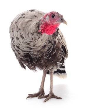 Siyah hindi beyaz arka planda izole edilmiş..