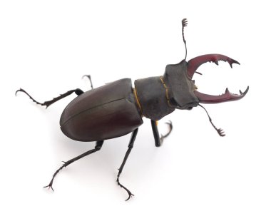 Geyik böceği (Oryctes Nasicornis) erkeği beyaz üzerinde izole edilmiştir..