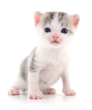 Beyaz arka planda izole edilmiş küçük gri kedi yavrusu.
