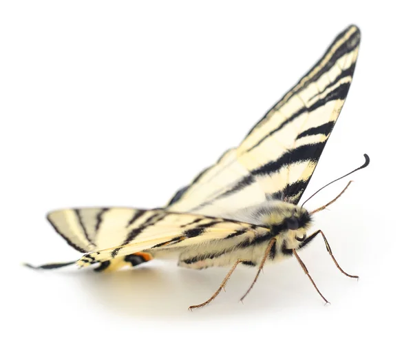 Swallowtail Papilio Machaon Isolated White Background — Stock Photo, Image