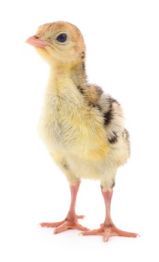 Beyaz arka planda izole edilmiş şirin yeni doğmuş tavuk hindisi..