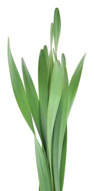 Beyaz arka planda uzun yeşil çimen yaprakları