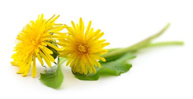 Beyaz arkaplanda yaprakları olan iki karahindiba.