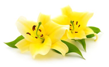 Beyaz arka planda izole edilmiş iki sarı zambak..