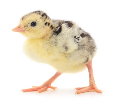 Beyaz arka planda izole edilmiş şirin yeni doğmuş tavuk hindisi..