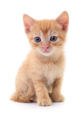 Beyaz arka planda izole edilmiş küçük kahverengi kedi yavrusu.