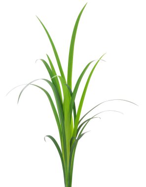 Beyaz arka planda uzun yeşil çimen yaprakları