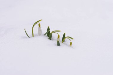 Kartopu çiçekleri gerçek kardan çıkıyor..