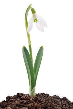 Beyaz arkaplanda yalıtılmış ilkbahar kar tanesi çiçeği.