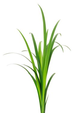 Beyaz arka planda uzun yeşil çimen yaprakları