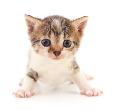 Beyaz arka planda izole edilmiş küçük kahverengi kedi yavrusu.